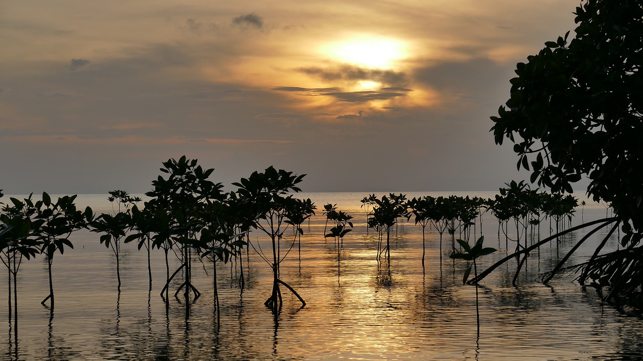 Resiliencia al cambio climático en Malasia: manglares conectados